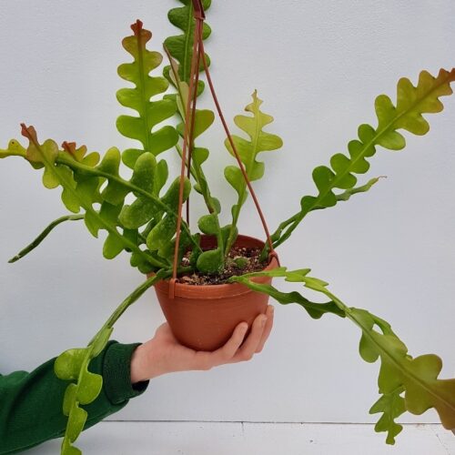 Epiphyllum anguliger pot Ø 14