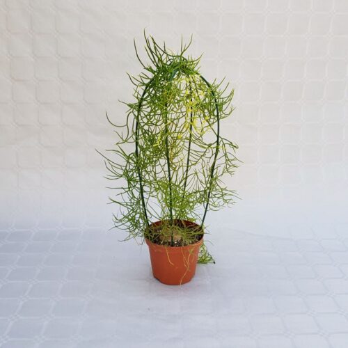 Bowiea volubilis pot Ø 10,5 | Boutique CactusMania