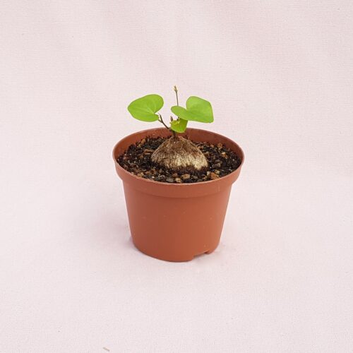 Dioscorea elephantipes pot Ø 10,5