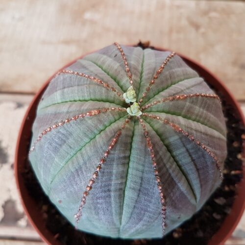 Euphorbia obesa pot Ø 10,5