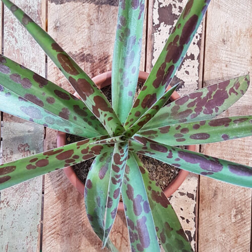 Agave maculata (Manfreda maculosa) pot Ø 18