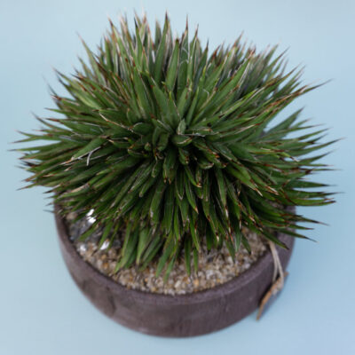 Agave filifera Crestata Choco Manera Cactusmania Web