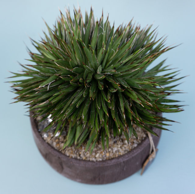 Agave filifera Crestata Choco Manera Cactusmania Web