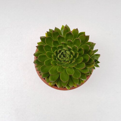 Echeveria agavoides pot Ø 25