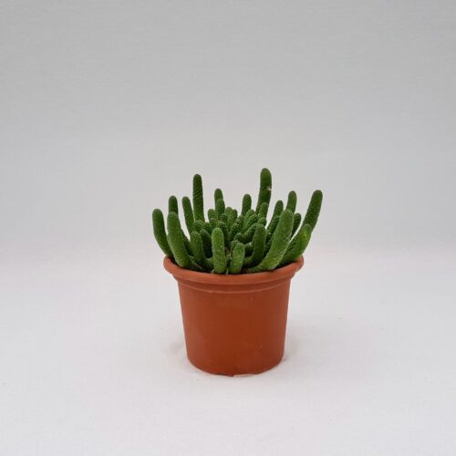 Euphorbia inermis pot Ø 18