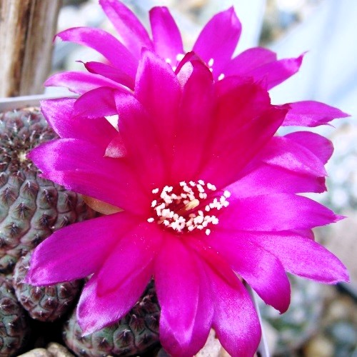 Sulcorebutia rauschii pot Ø 10,5