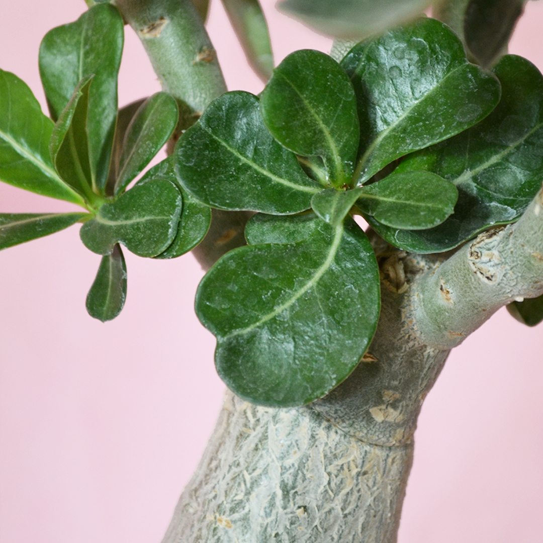 Adenium obesum ''B'' pot Ø 16