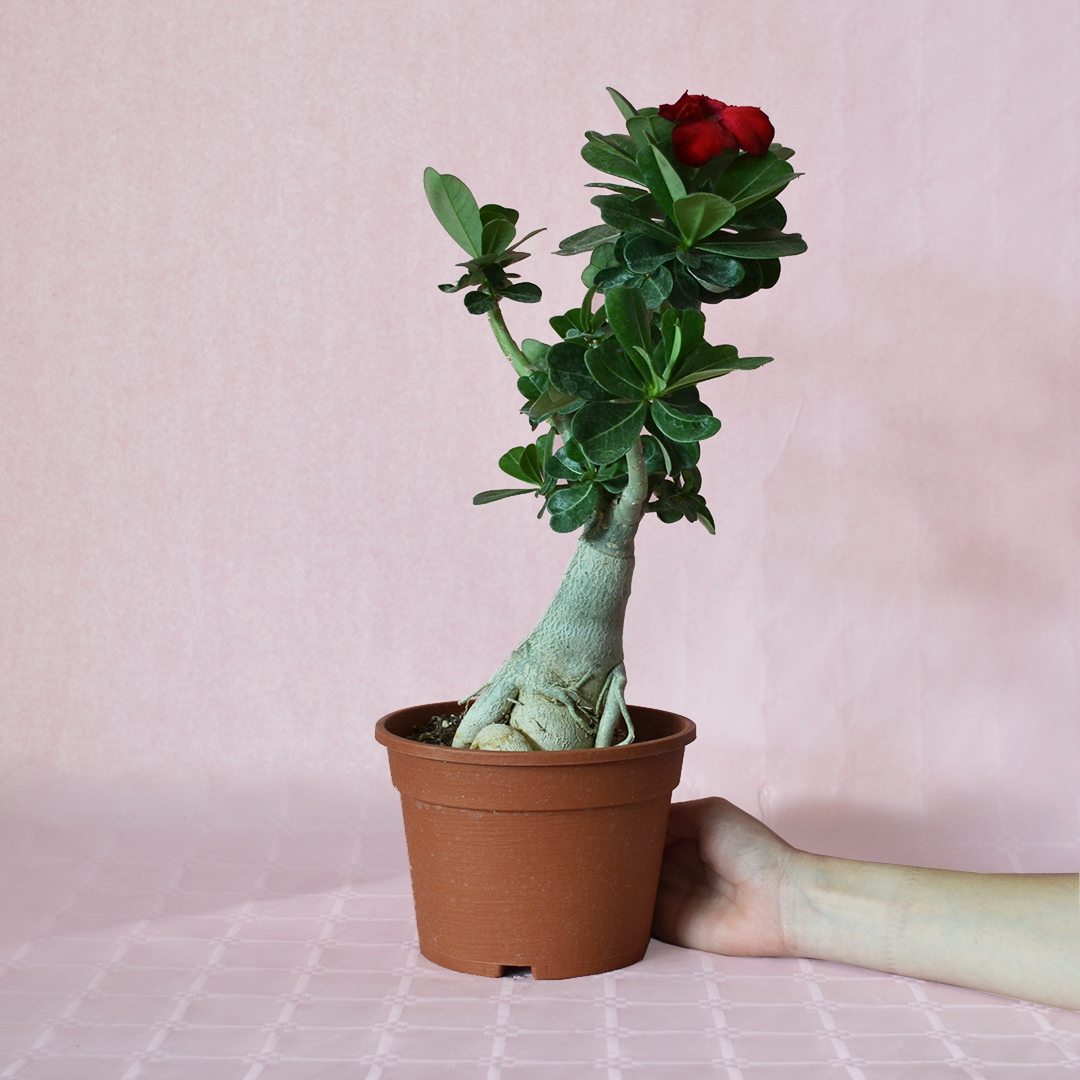 Adenium obesum ''B'' pot Ø 16