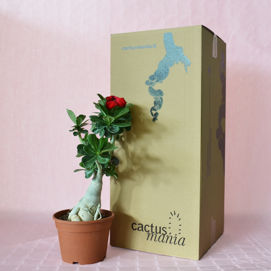 Adenium obesum ''B'' pot Ø 16