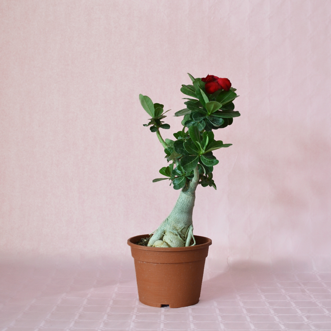 Adenium obesum ''B'' pot Ø 16