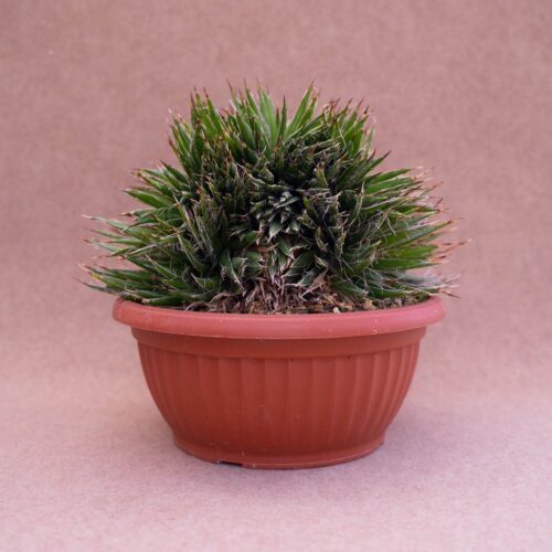 Agave filifera crestata pot Ø 20