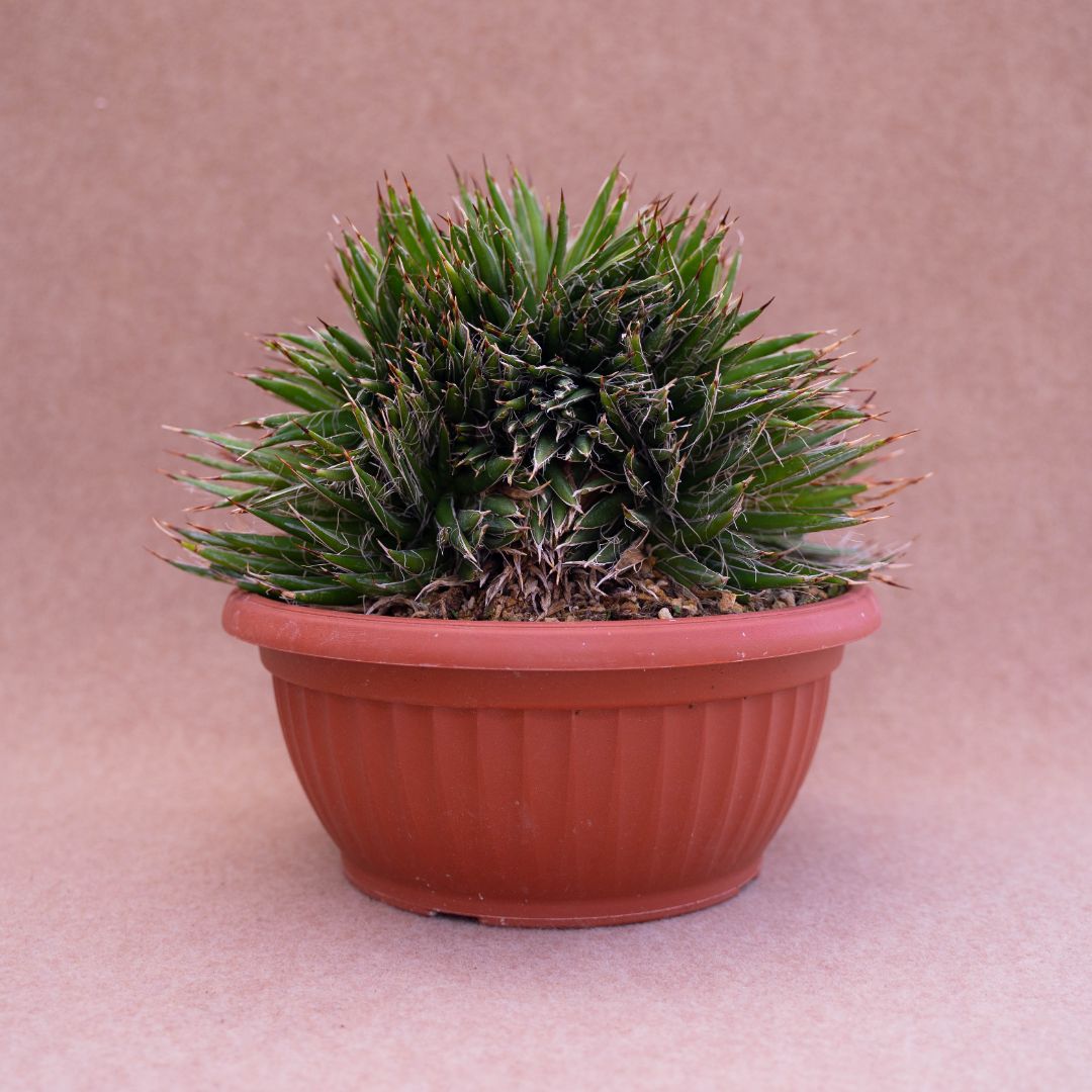 Agave filifera crestata pot Ø 20