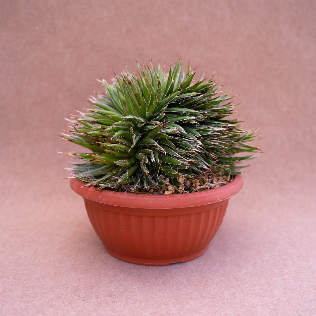 Agave filifera crestata pot Ø 20