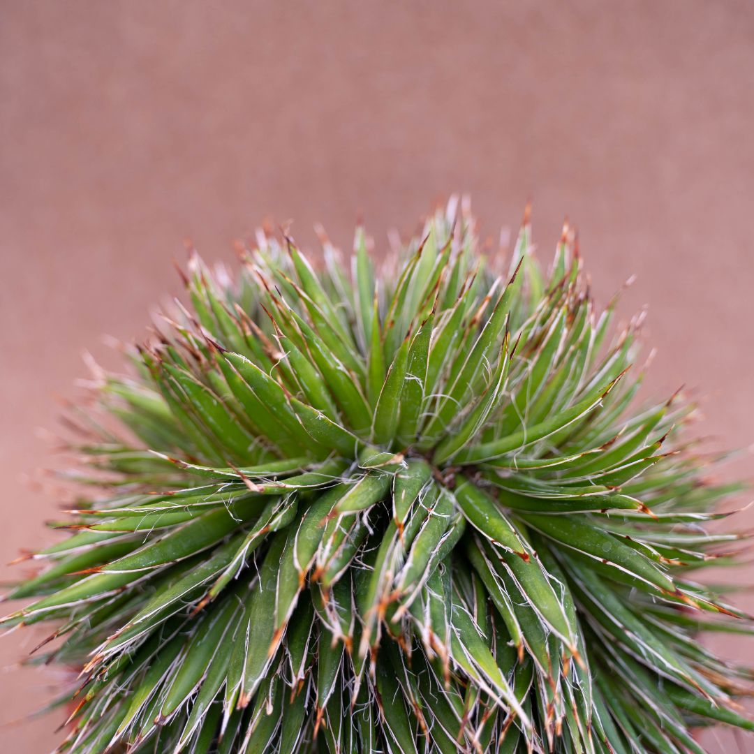 Agave filifera crestata pot Ø 20
