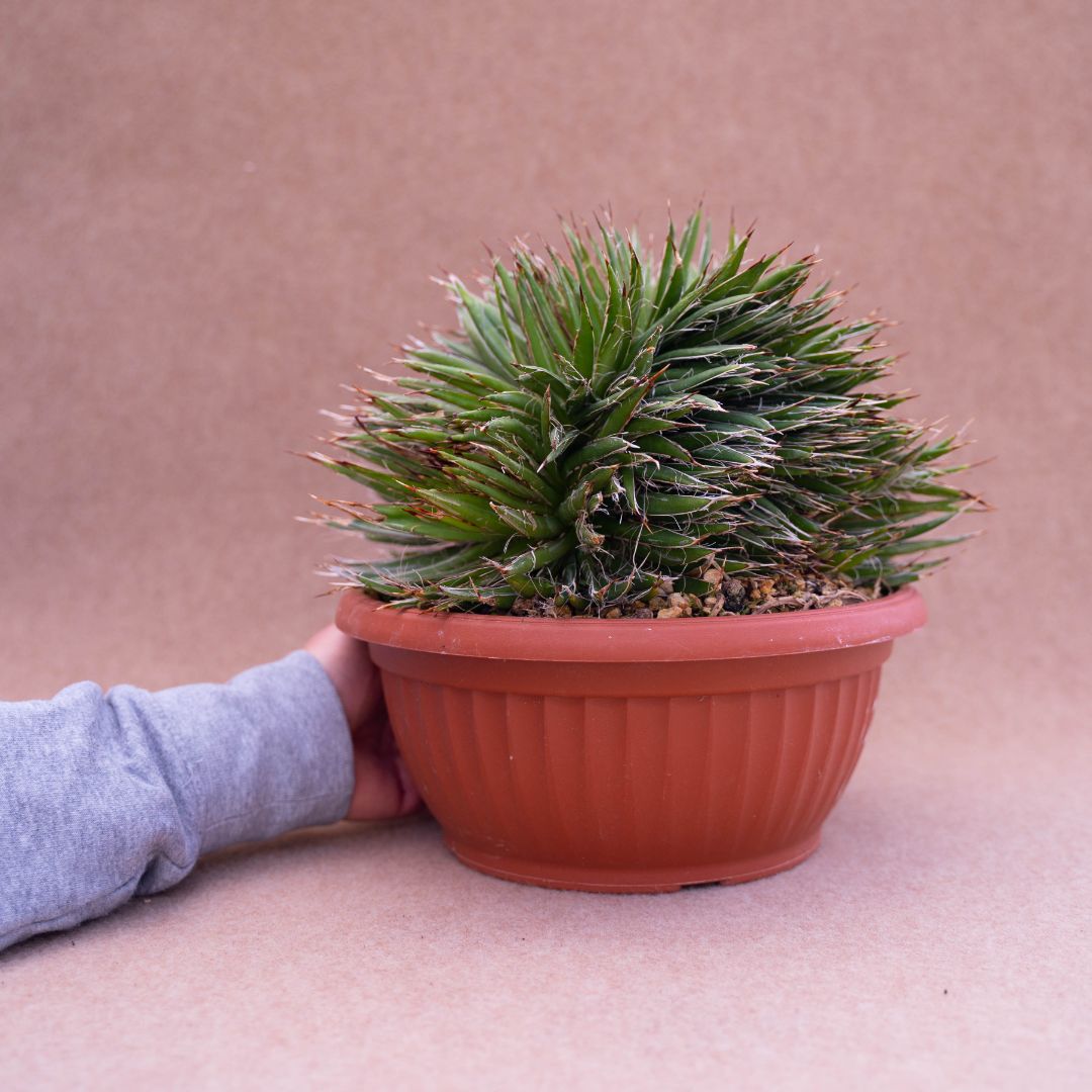 Agave filifera crestata pot Ø 20