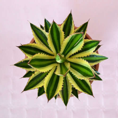 Agave lophantha variegata pot Ø 25