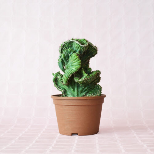 Cereus peruvianus monstruosus f. cristata inermis pot Ø 14