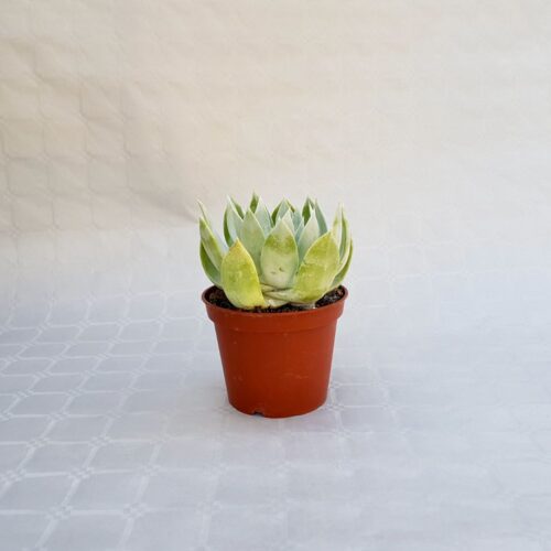 Dudleya farinosa pot Ø 13