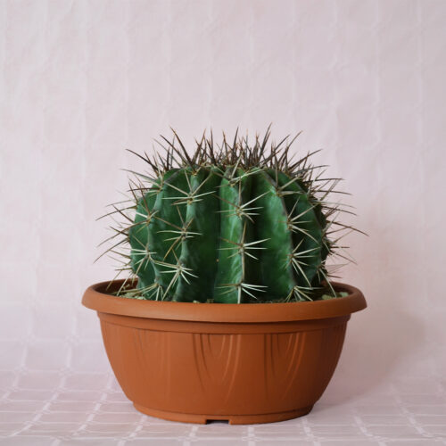 Echinocactus ingens pot Ø 25