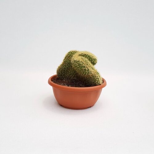 Espostoa ''vatricania'' guentheri f. cristata pot Ø 20