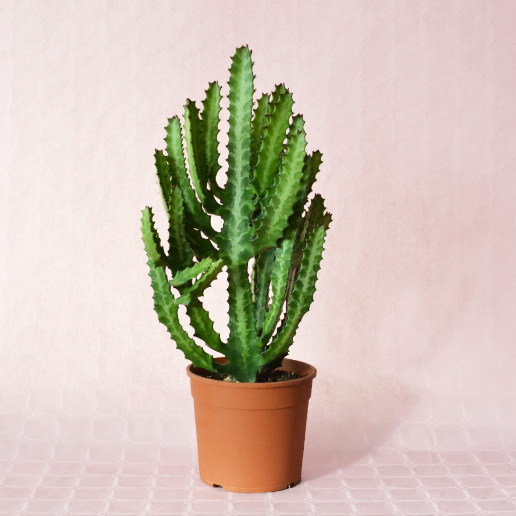 Euphorbia lactea pot Ø 17