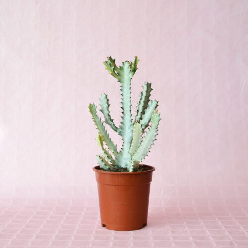 Euphorbia lactea ''white ghost'' pot Ø 17