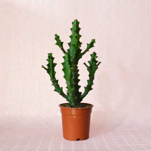 Euphorbia mayurnathanii pot Ø 17