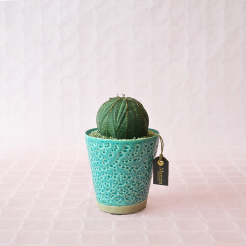 Euphorbia obesa pot Ø 12 - Manera