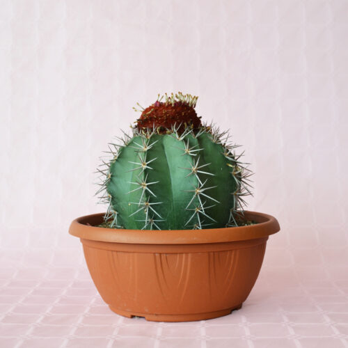 Melocactus matanzanus bol Ø 25