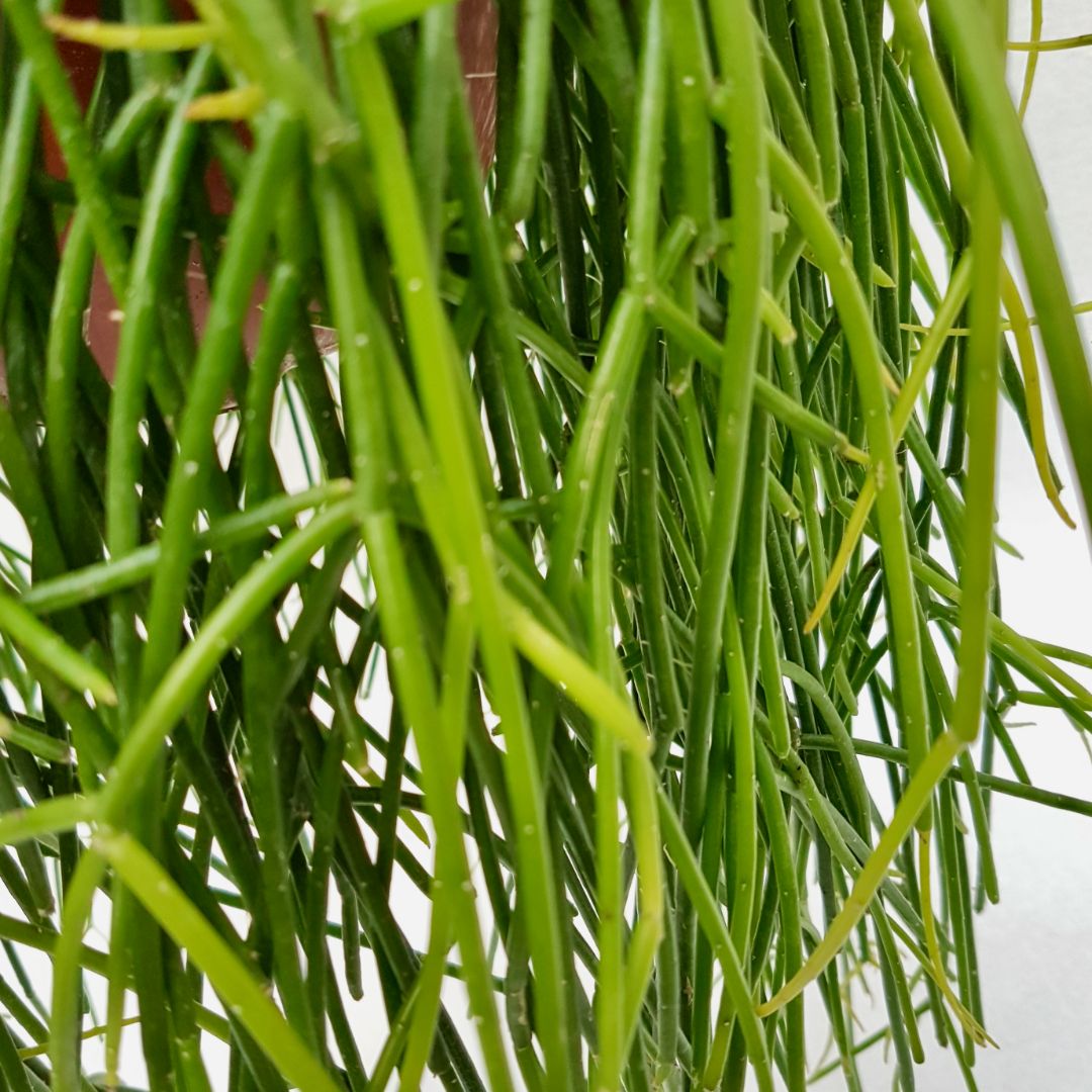 Rhipsalis baccifera shaferi pot Ø 20