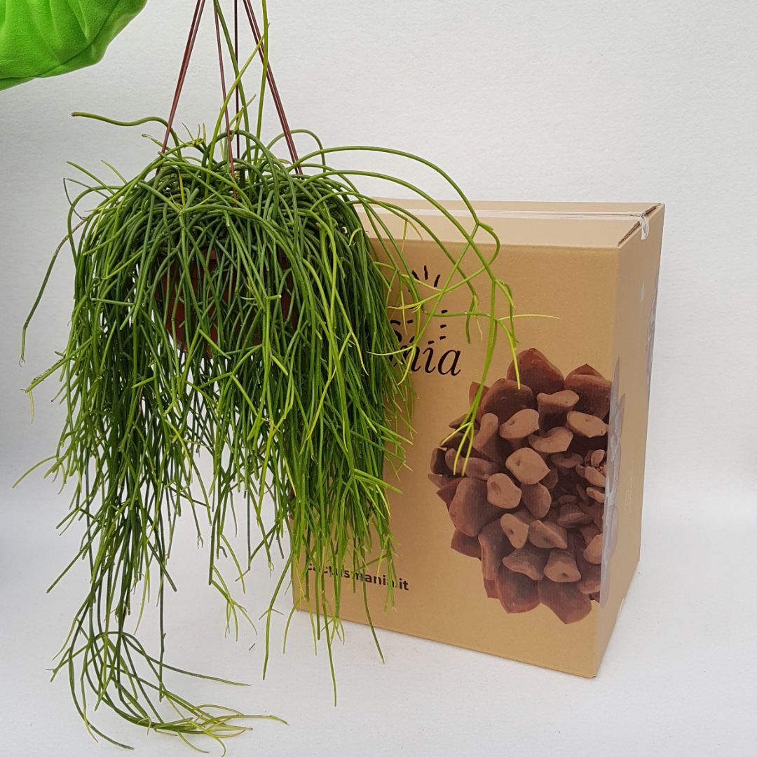Rhipsalis baccifera shaferi pot Ø 20