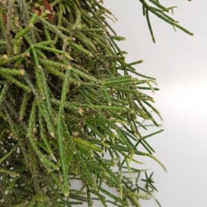 Rhipsalis paradoxa Rhipsalis paradoxa