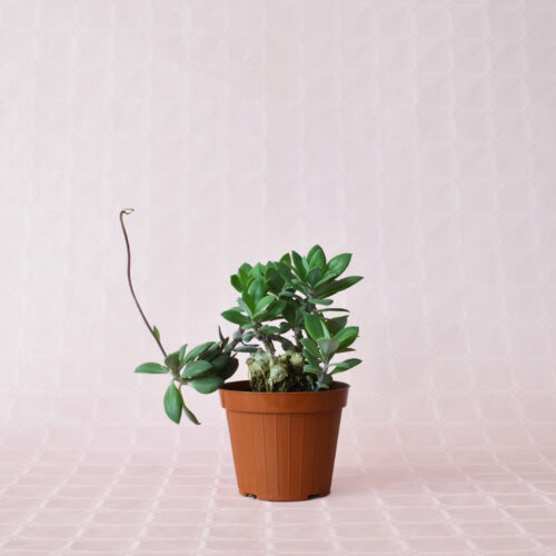 Senecio fulgens pot Ø 12 | Boutique CactusMania