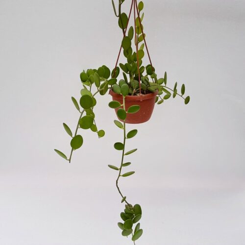 Xerosicyos danguyi pot Ø 14