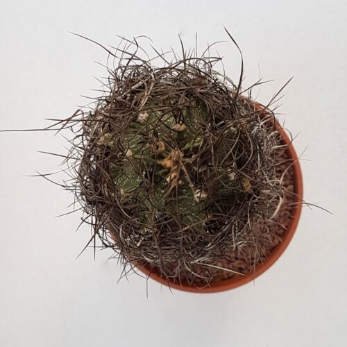 Astrophytum capricorne v. senilis pot Ø 18 | Boutique CactusMania