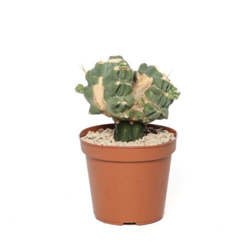 Ferocactus glaucescens nudum mostruoso Ø 14 cm