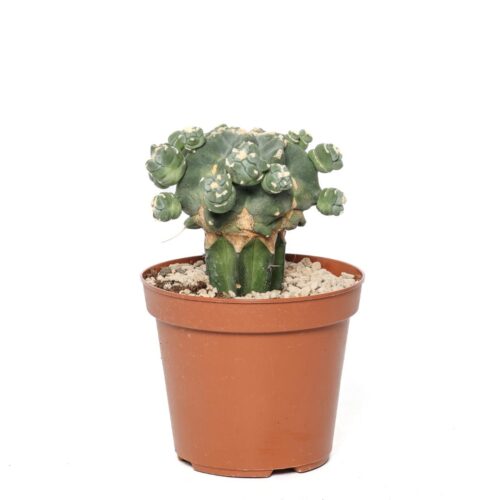 Ferocactus glaucescens nudum mostruoso Ø 14 cm