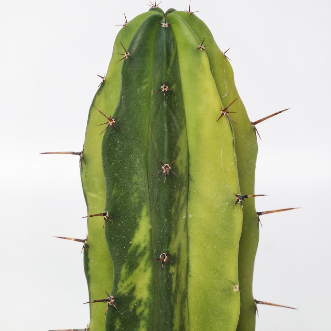 Polaskia chichipe lemon lime Ø 10,5 cm Polaskia chichipe lemon lime Ø 10,5 cm