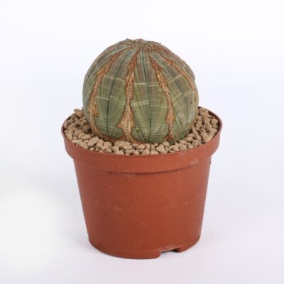 Euphorbia obesa Ø 10,5 cm