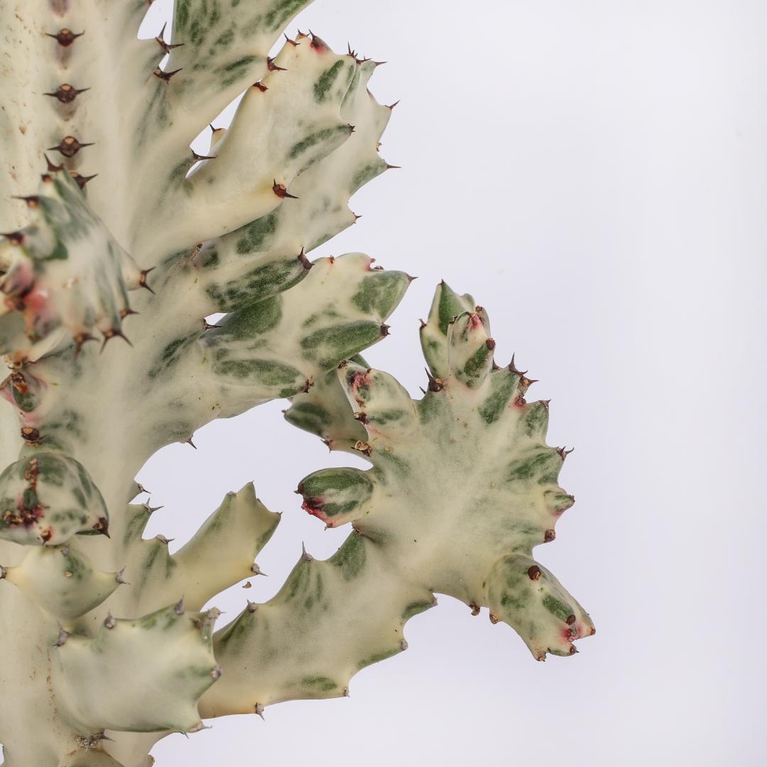 Euphorbia lactea 'White Ghost' Ø 17