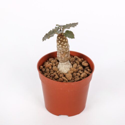 Dorstenia hybrid Ø 6,5