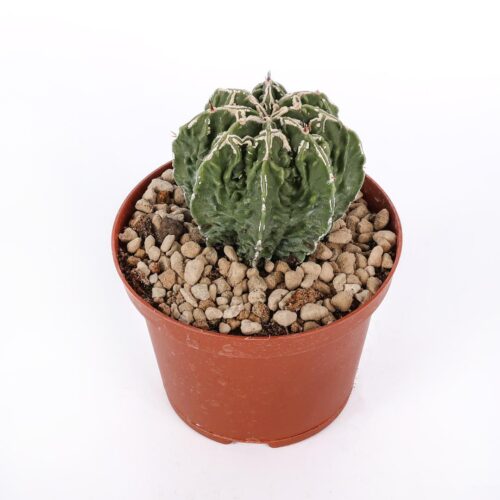 Astrophytum fukuryu hybrid Ø 10,5