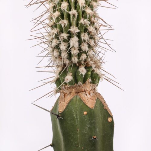 Eulychnia saint-pieana Ø 12