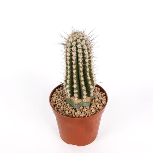 Eulychnia saint-pieana Ø 12