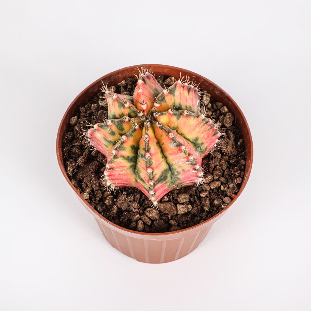 Gymnocalycium mihanovichii cv. Hibotan nishiki Ø 12 Gymnocalycium mihanovichii cv. Hibotan nishiki Ø 12