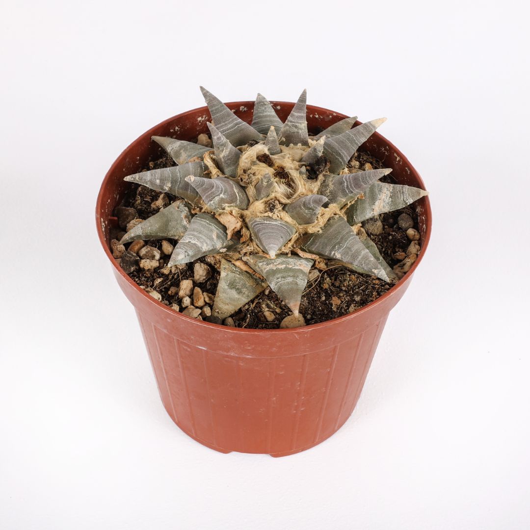 Ariocarpus retusus Ø 12