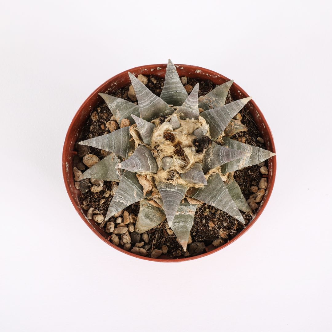 Ariocarpus retusus Ø 12