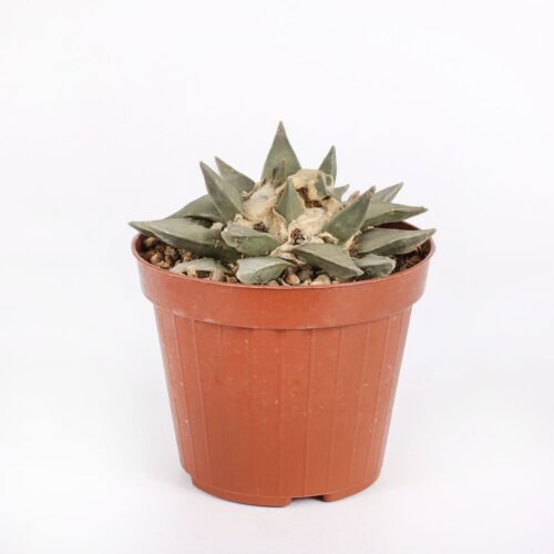 Ariocarpus retusus Ø 12