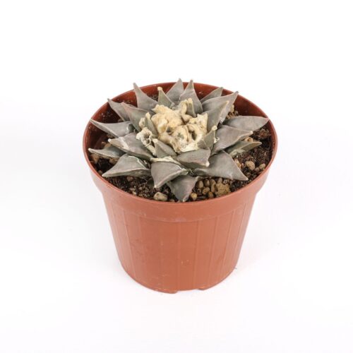 Ariocarpus retusus Ø 12
