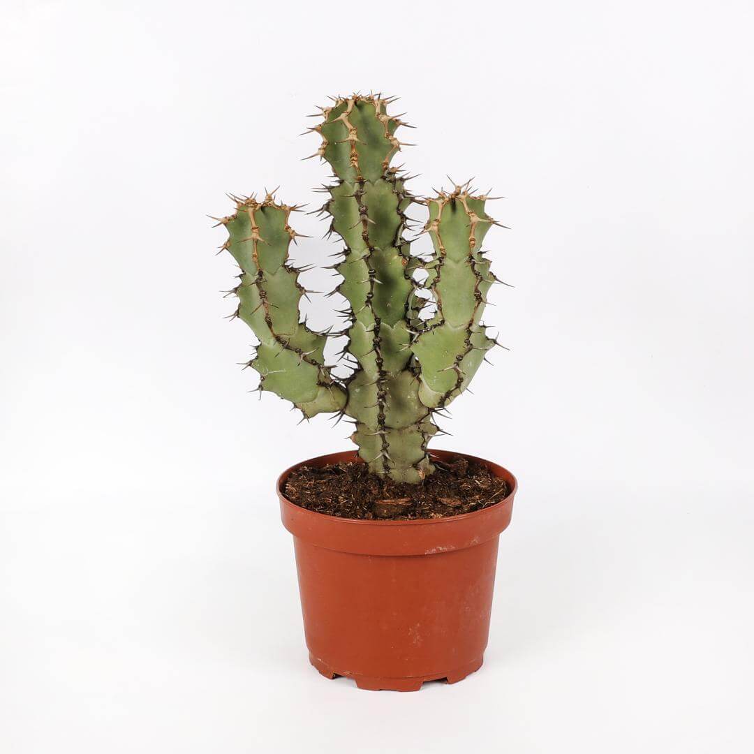 Euphorbia caerulescens Ø 20